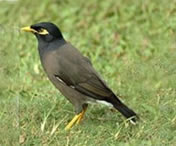 Common mynah Bird